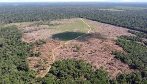 desmatamento - http://meioambiente.culturamix.com/