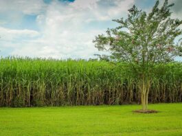 Venda direta do etanol